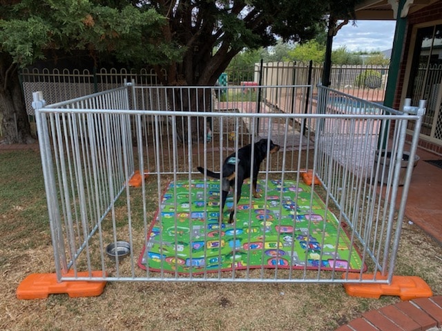 temporary dog pen fence